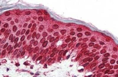 Immunohistochemistry-Paraffin: TAAR5 Antibody [NBP3-14492] - TAAR5 antibody IHC of human skin. Immunohistochemistry of formalin-fixed, paraffin-embedded tissue after heat-induced antigen retrieval.